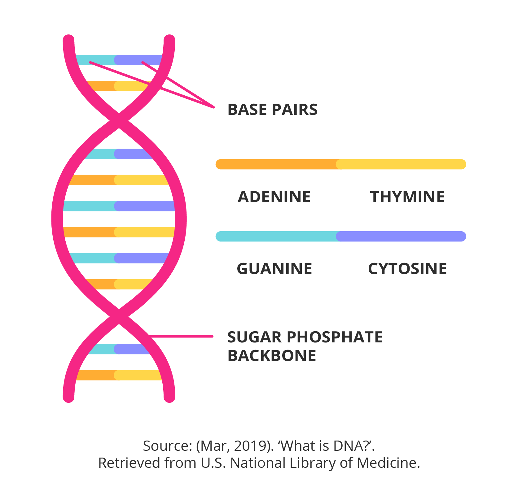 An illustration of DNA replication with two intertwined strands splitting to form two new identical strands.